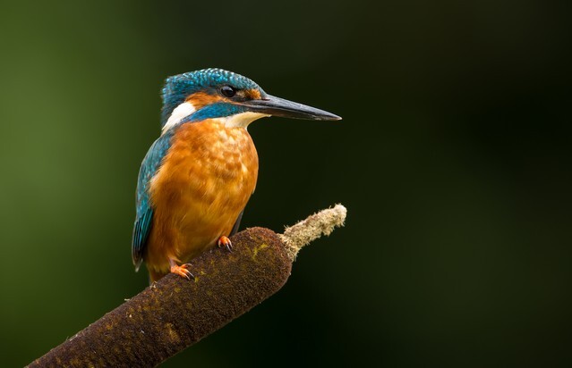 Kingfisher on Bullrush